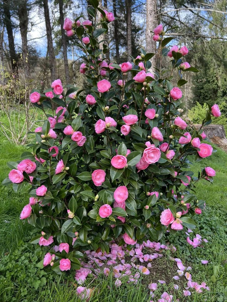 Камелия Вильямса «Е. Г. Ватерхаус» (Camellia x williamsii 'E.G. Waterhouse')