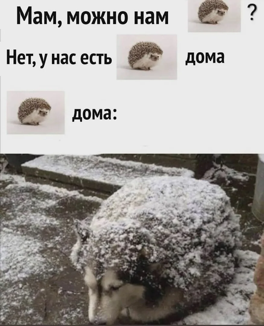 йежек