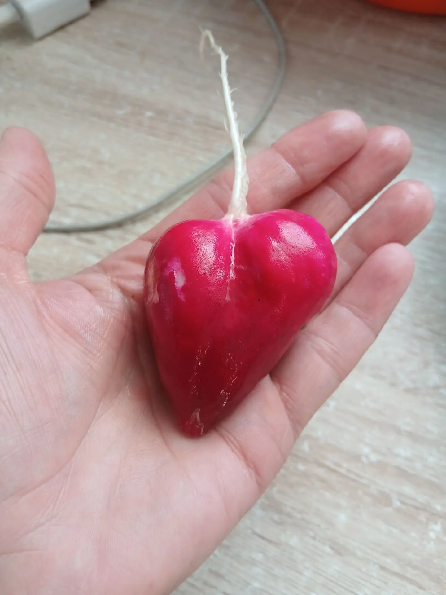 Посмотрите какая симпатичная редиска у меня выросла❤️❤️❤️