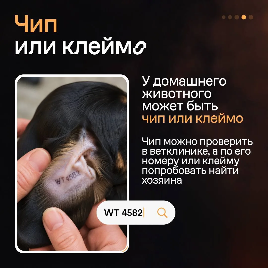 Изображение 5 к публикации «Авито для бизнеса»