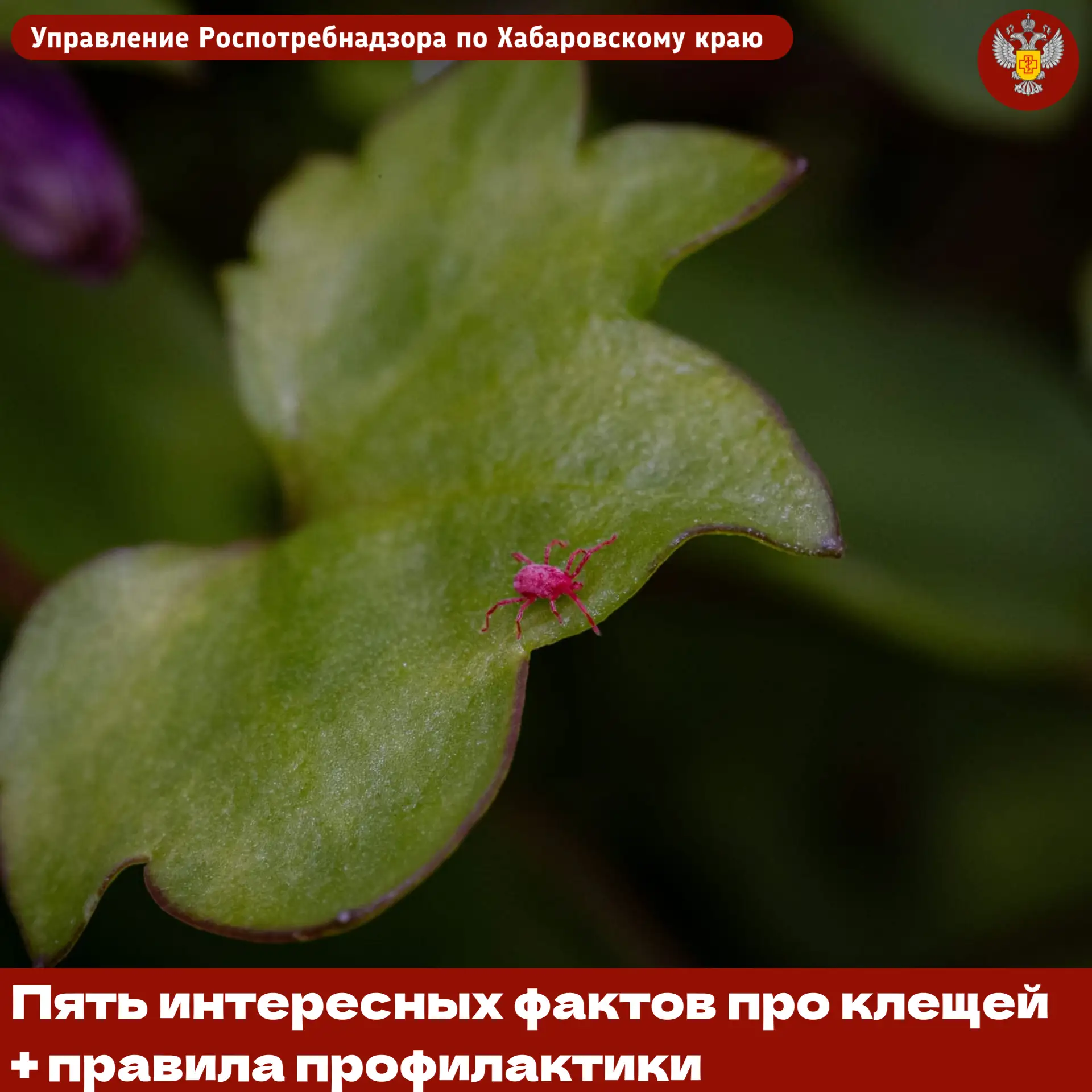 5️⃣ Пять интересных фактов про клещей + правила профилактики