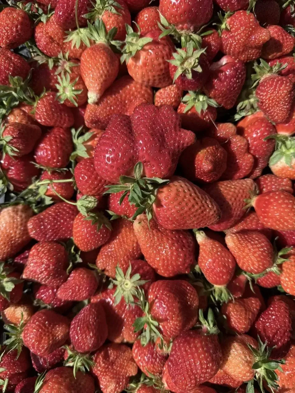Сбор клубники начался! 🍓

Первые ягодки – самые сладкие и долгожданные. Теперь утро начинается не с