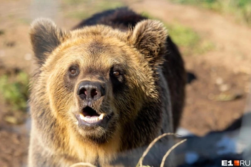 🐻Рядом с Новокузнецком медведь напал на женщину