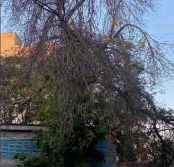 🪵Сухое дерево во дворе на Краснополянской может рухнуть в любой момент