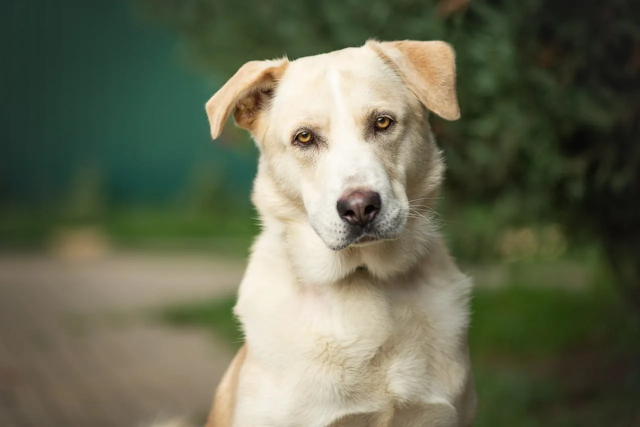Пломбир ищет дом 🐾🤍