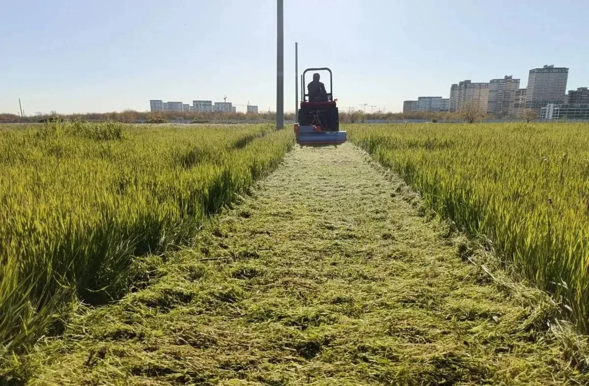 🌿 В Краснодаре выкосили более 6 тысяч гектаров травы и сорняков.

С начала сезона специалисты уже о