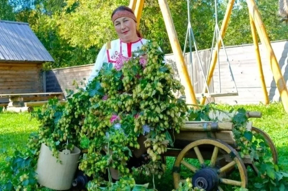 🌿🏛 «Зелёное золото» Чувашии — просто хмель или целая история народа? Чувашия по праву...