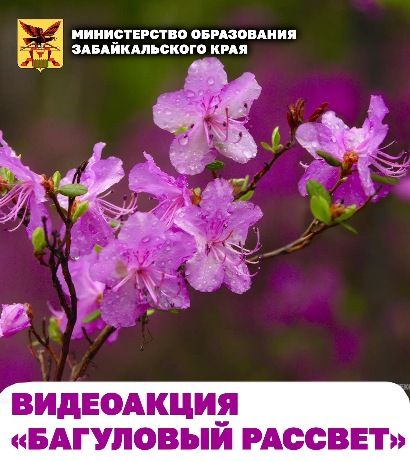 «Выпускники Забайкалья запустили видеоэстафету «Багуловый рассвет» в честь последнего з...