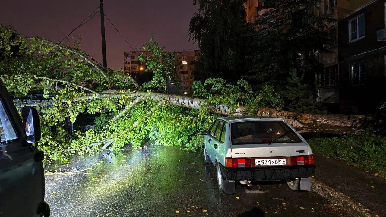 🌳 Ночью на Егорова, 28 рухнуло дерево