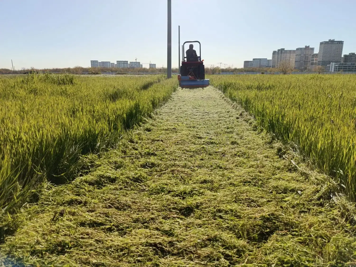 В Краснодаре активно идет борьба с сорняками

С апреля уже выкосили более 6 000 гектаров территорий.
