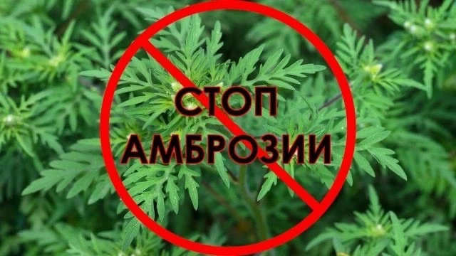 ❌ Осторожно, амброзия!

С каждым днём становится теплее, а вместе с теплом на участках и обочинах пр