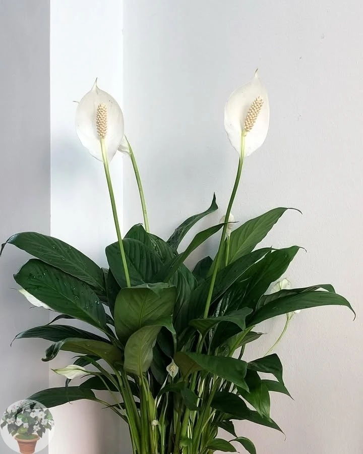 🌸🌿 Спатифиллум — это именно тот домашний цветок, который иногда ласково называют «Жен...