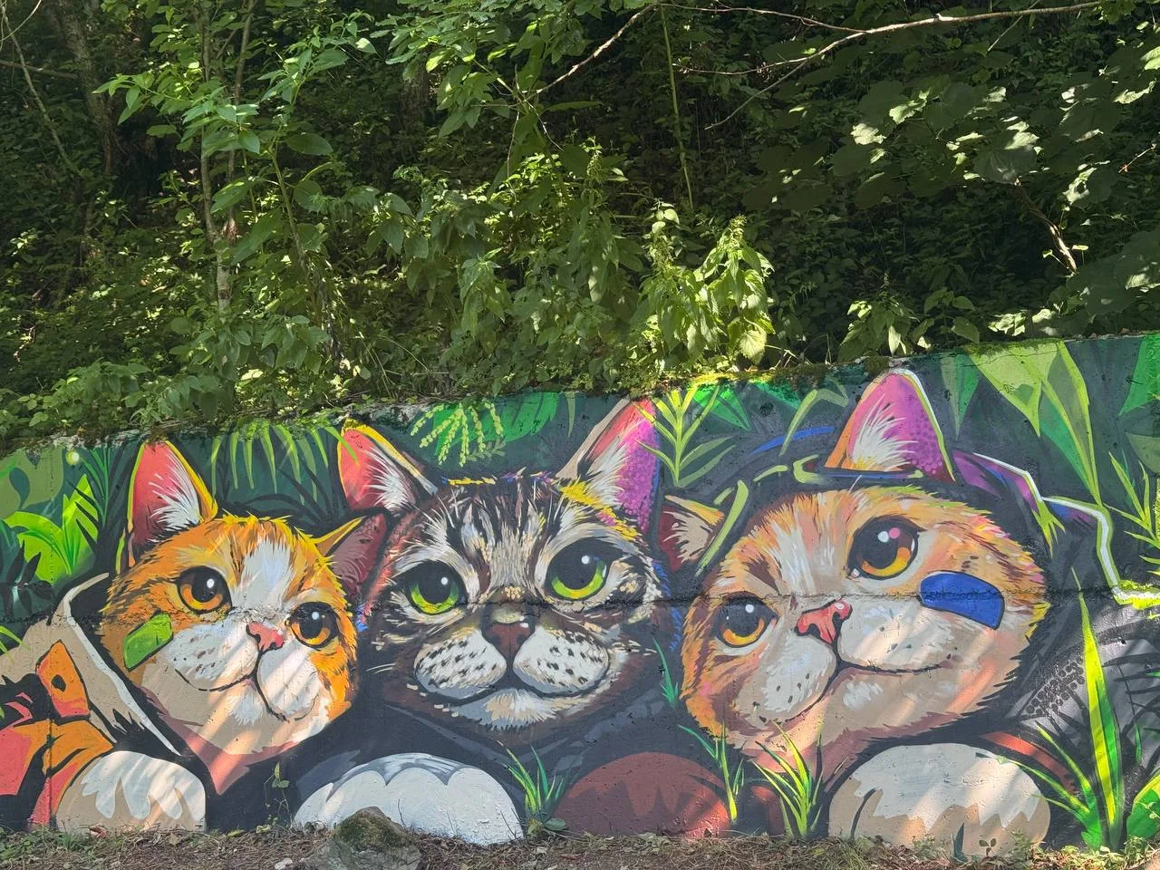 😻 Котики поселились на Красной Поляне.