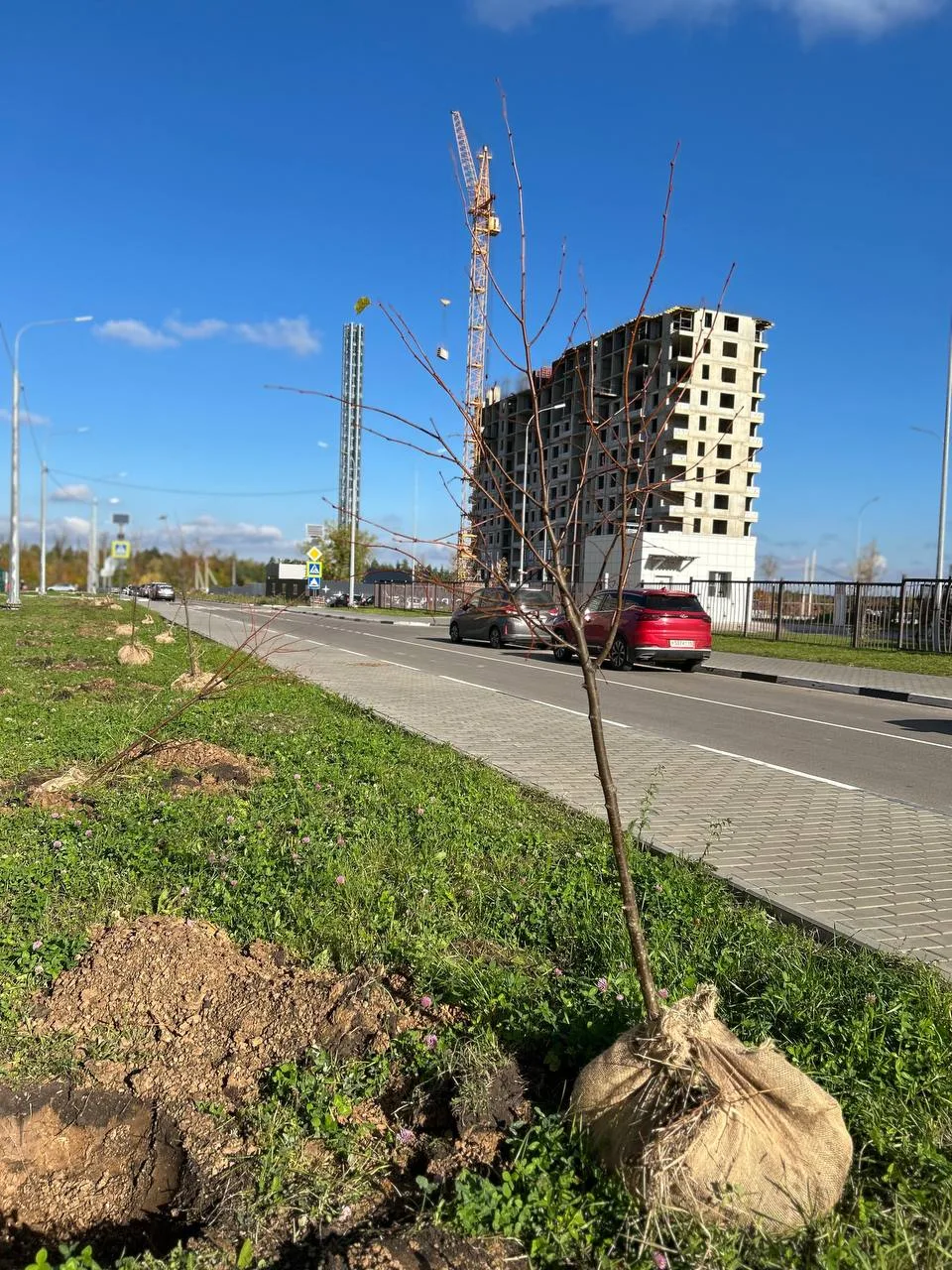 🌳 В новых микрорайонах высадили ещё 80 молодых лип