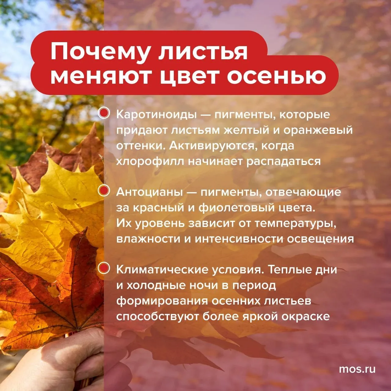 🍂 А вы знаете, почему листья осенью меняют цвет? Все дело в хлорофилле, который отвеча...