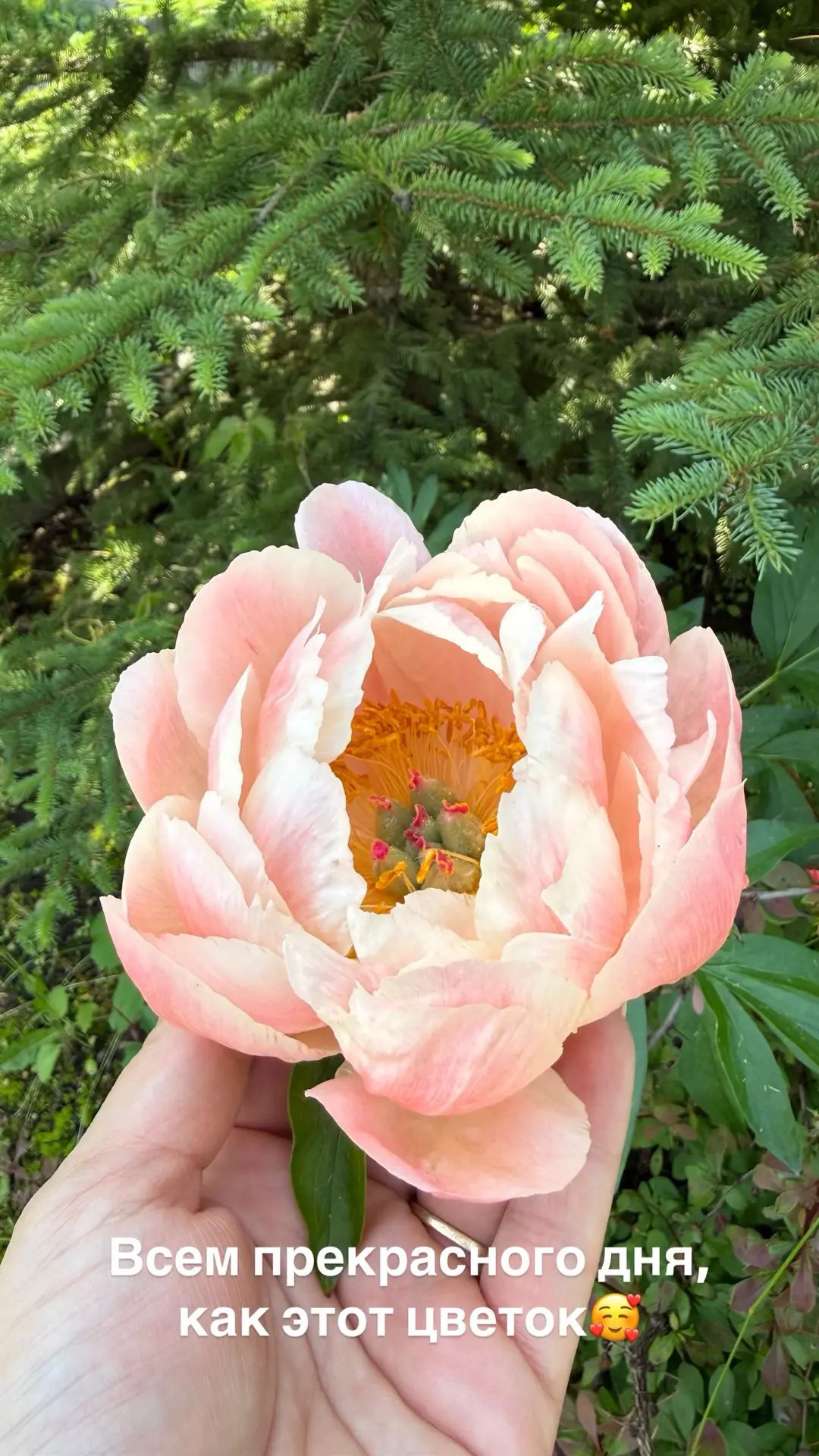 Прекрасного дня🌷