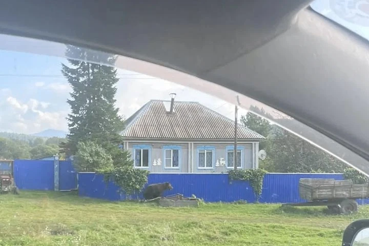 В Нижних Сирах медведь пришел к дому
