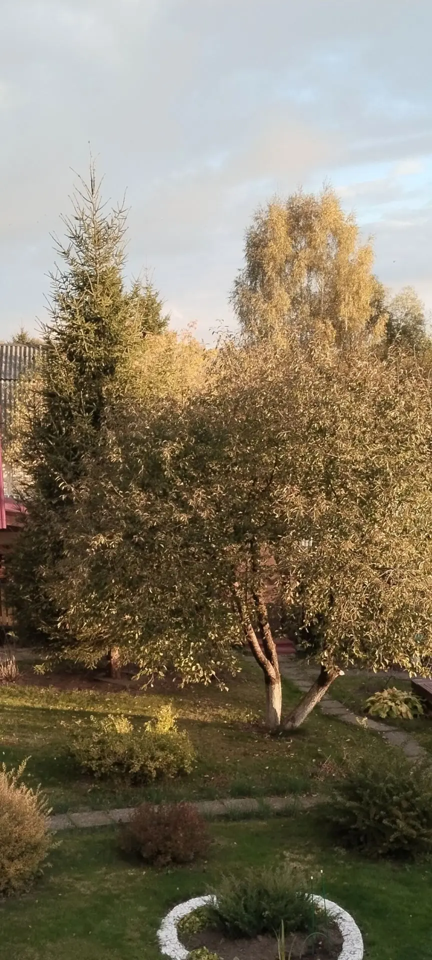 Вишня не сдает позиции, держит листву🍁🍁🍁, ждет морозы🍒🍒🍒только воспоминания остал...