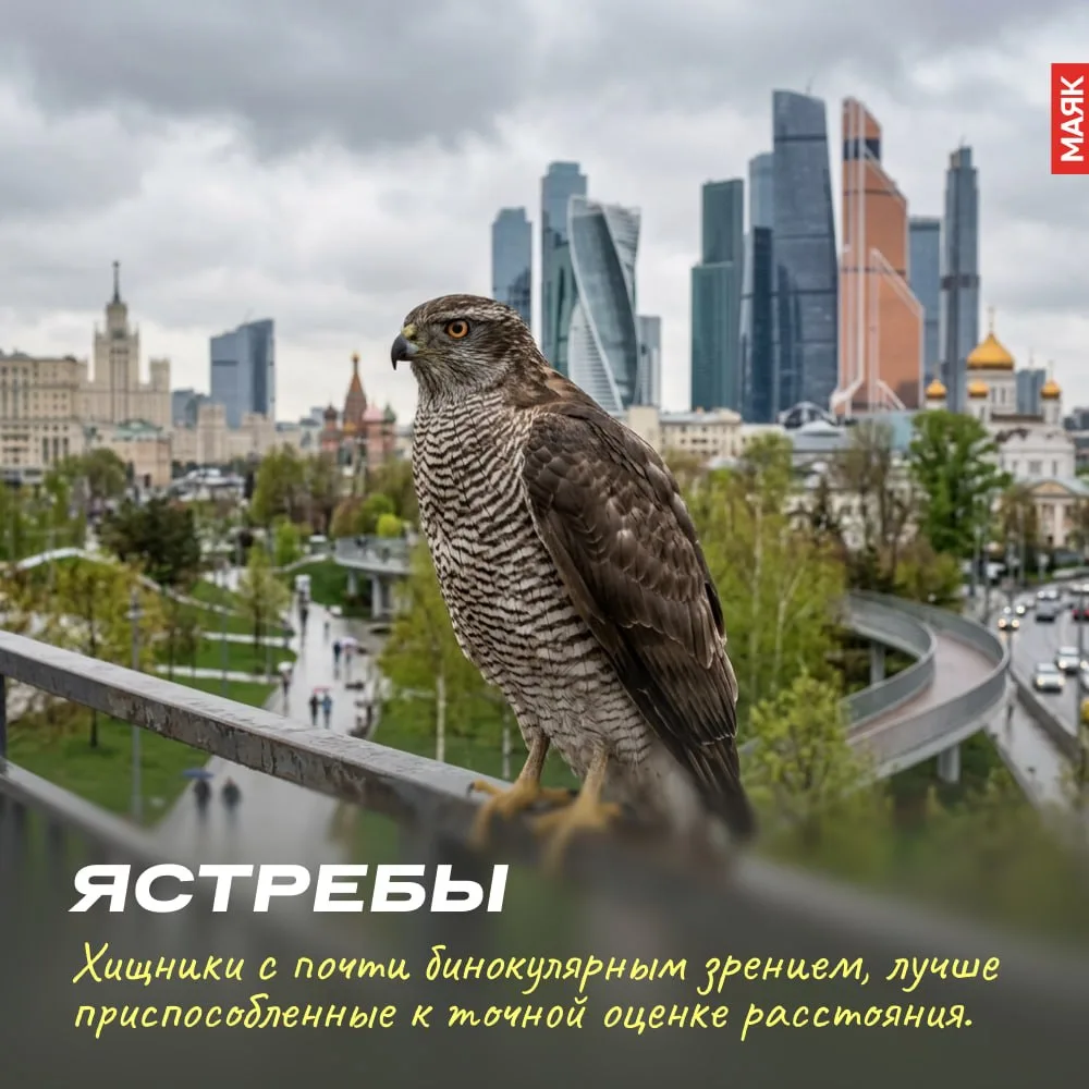 🦆 Городские птицы быстро приспосабливаются к жизни рядом с людьми: меняют время активн...