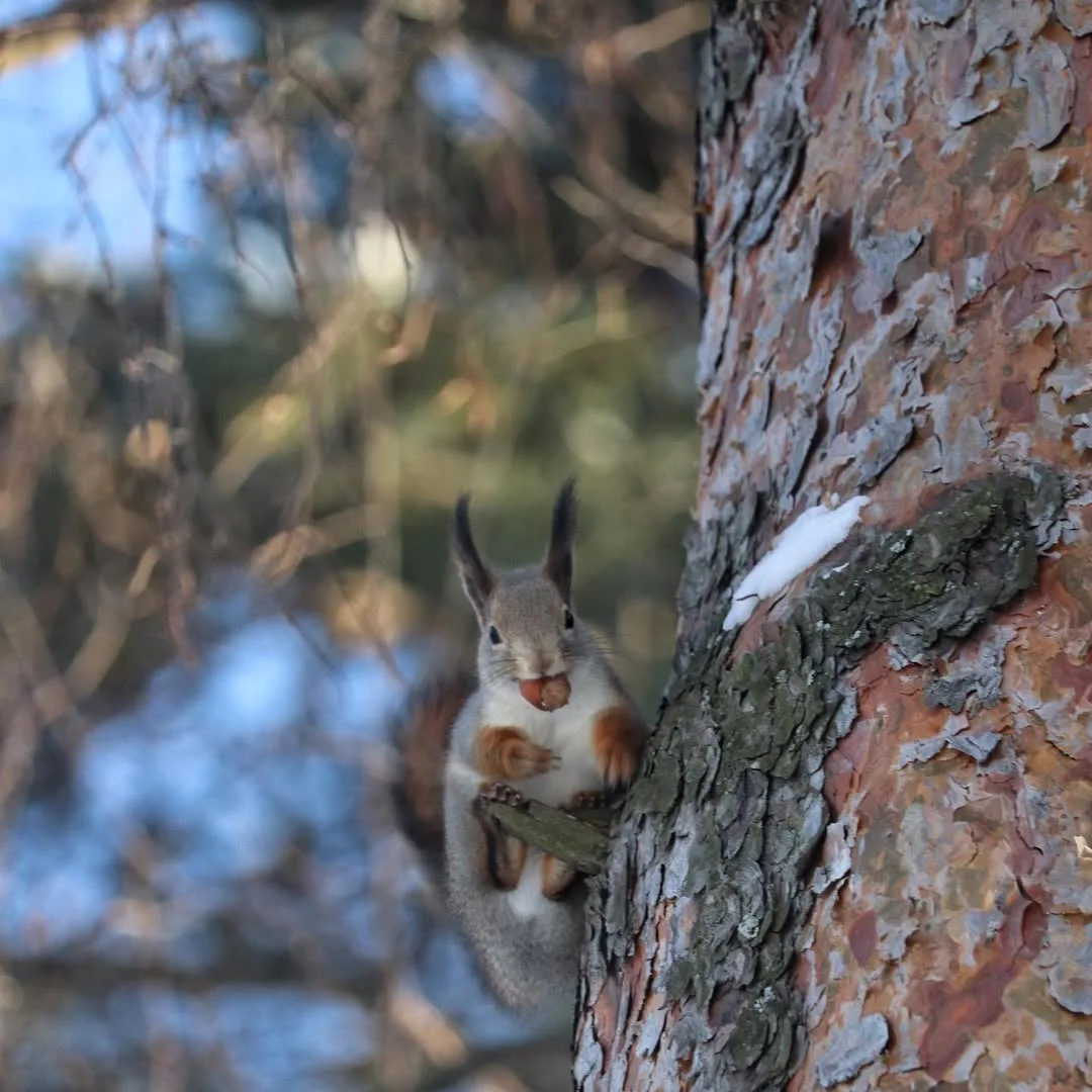 Красавица-белочка в Джамгаровском парке 🐿️