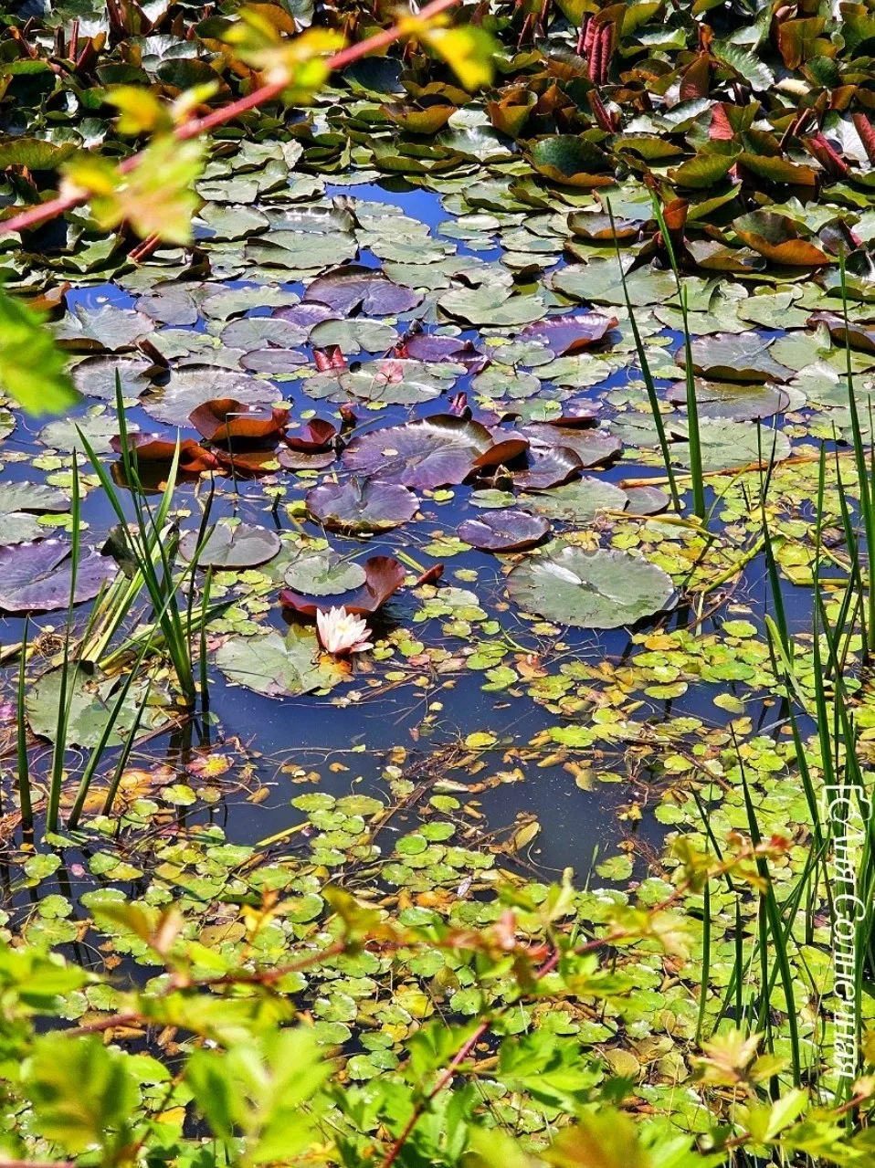 🌸 Цветение кувшинок на Монастырском озере в Пятигорске. 

📸 Фото: Аня Солнечная