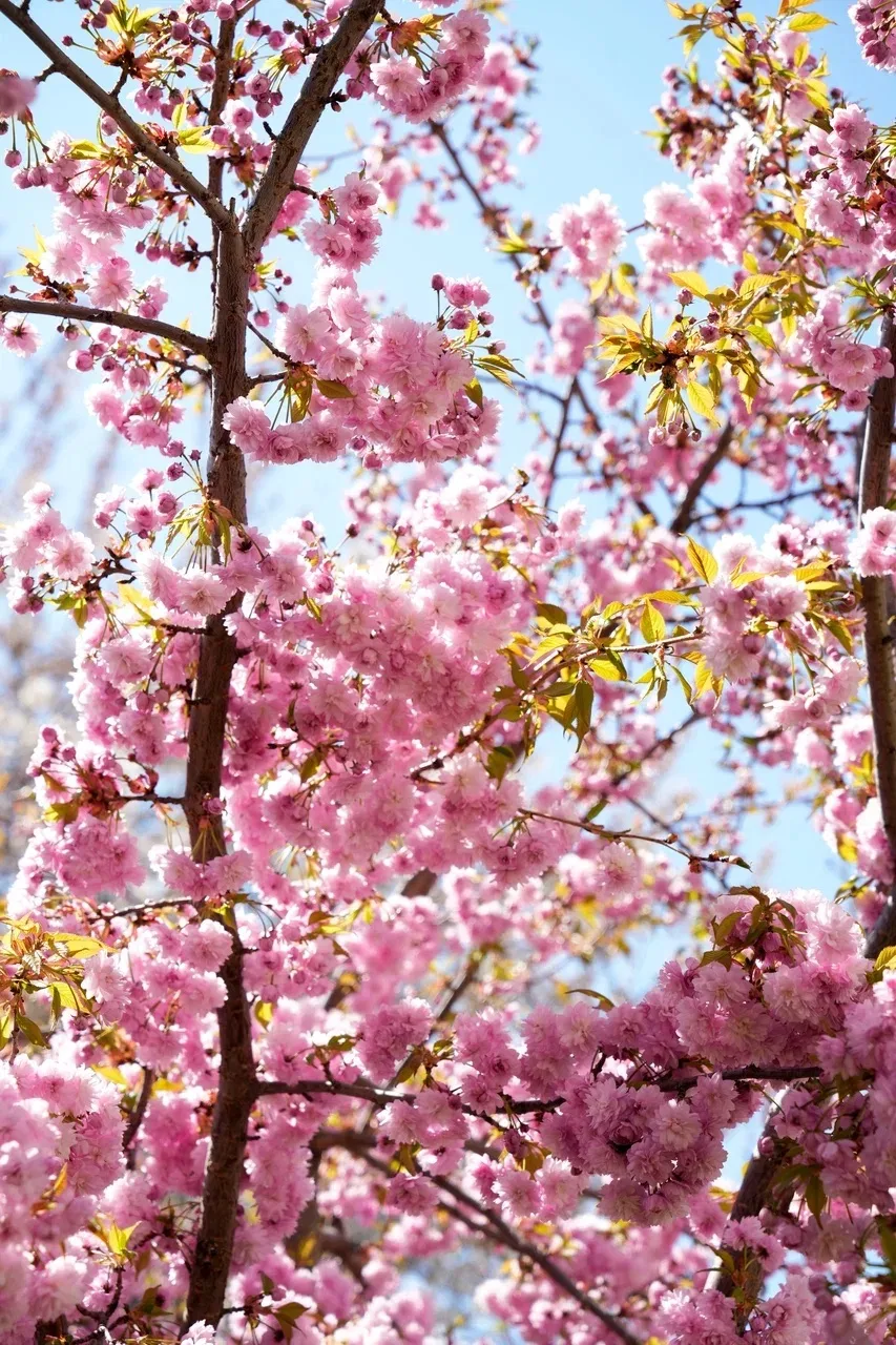 🌸 Доброе утро, университет!  За окном — весна, а во дворе вуза — такая красота!  Сакура расцвела, и 