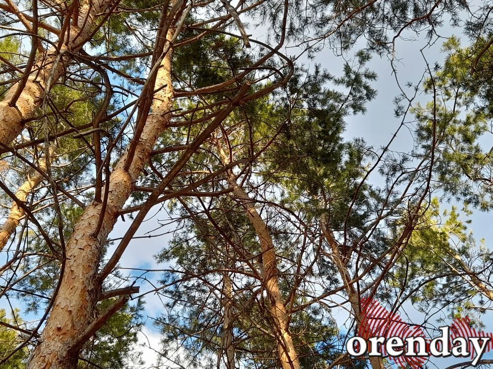 Последние летние дни порадуют оренбуржцев теплом