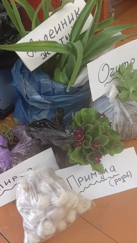 Ваш сад ждёт этих очаровательных саженцев ! 🪴