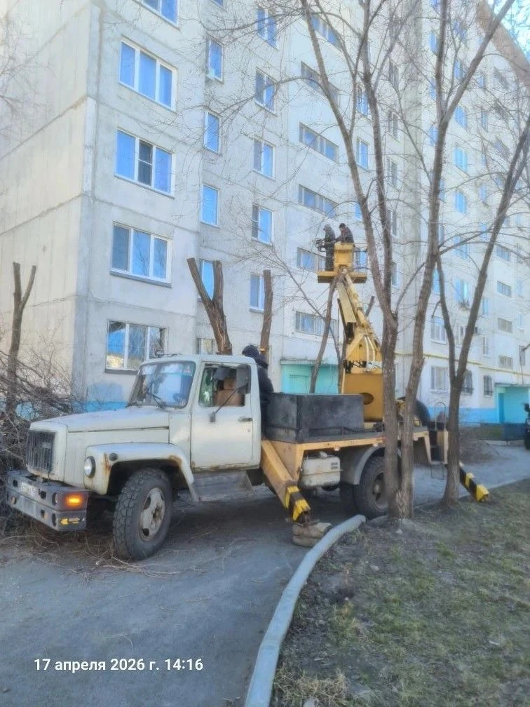 🌳Санитарная обрезка деревьев - это процедура, цель которой сохранить здоровье дерева, предотвратить