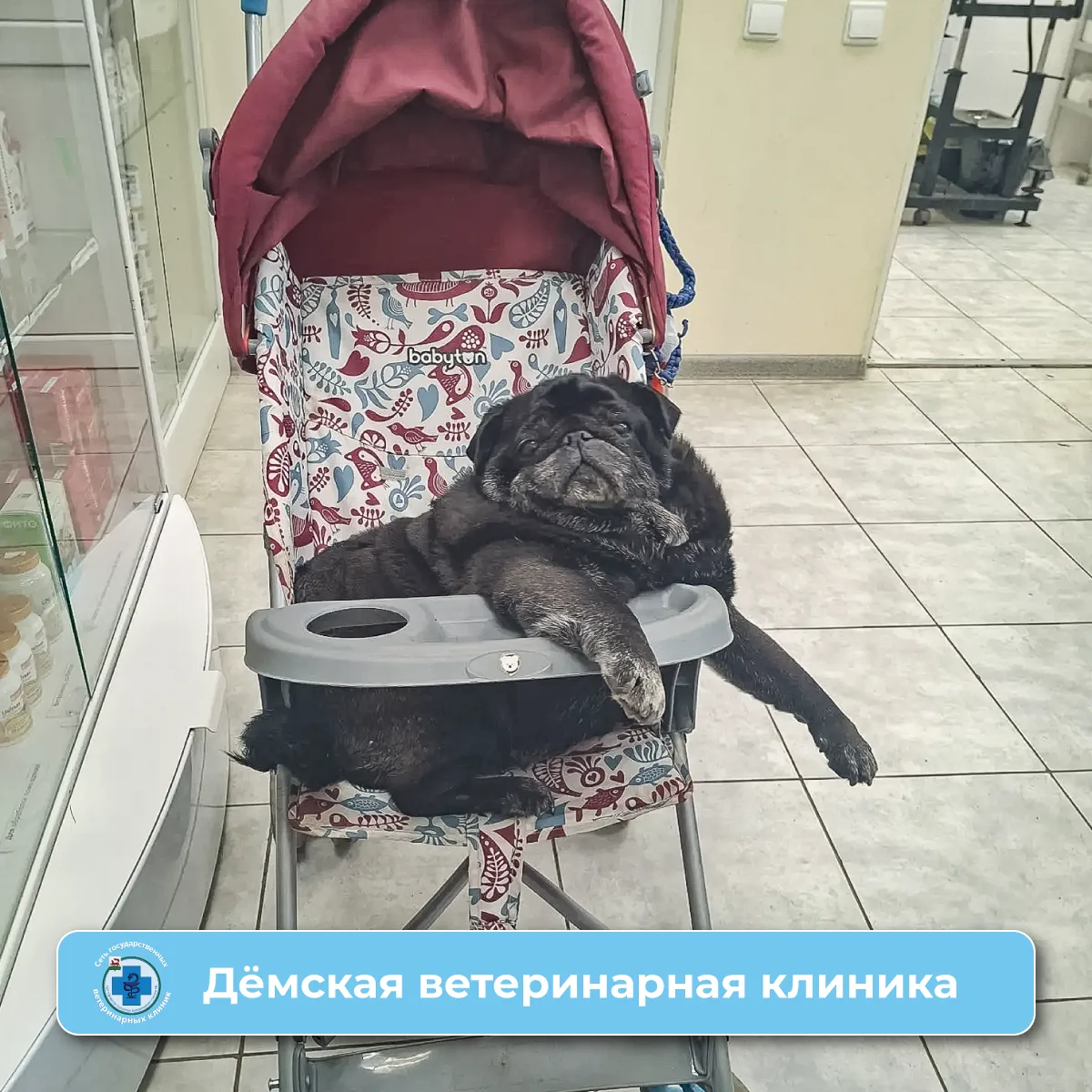 В Дёмскую ветеринарную клинику привезли усатого-полосатого (ну, почти 😅) на плановое У...