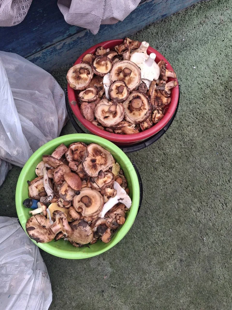 Любители тихой охоты делятся кадрами грибного урожая. 🍄