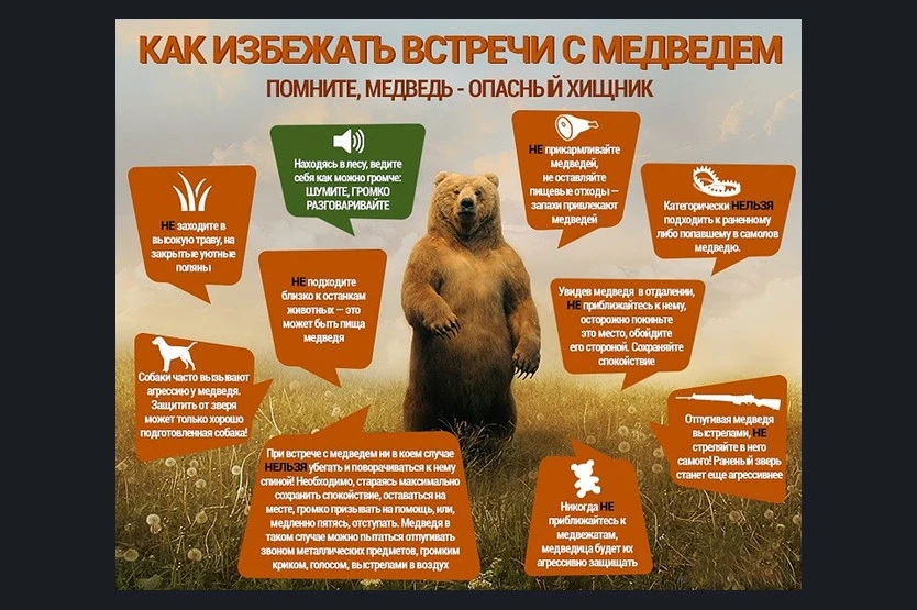 🐻 Встретил медведя в лесу или по пути домой? Делай это! ⚠️

Кажется, что это страшилка, но косолапы