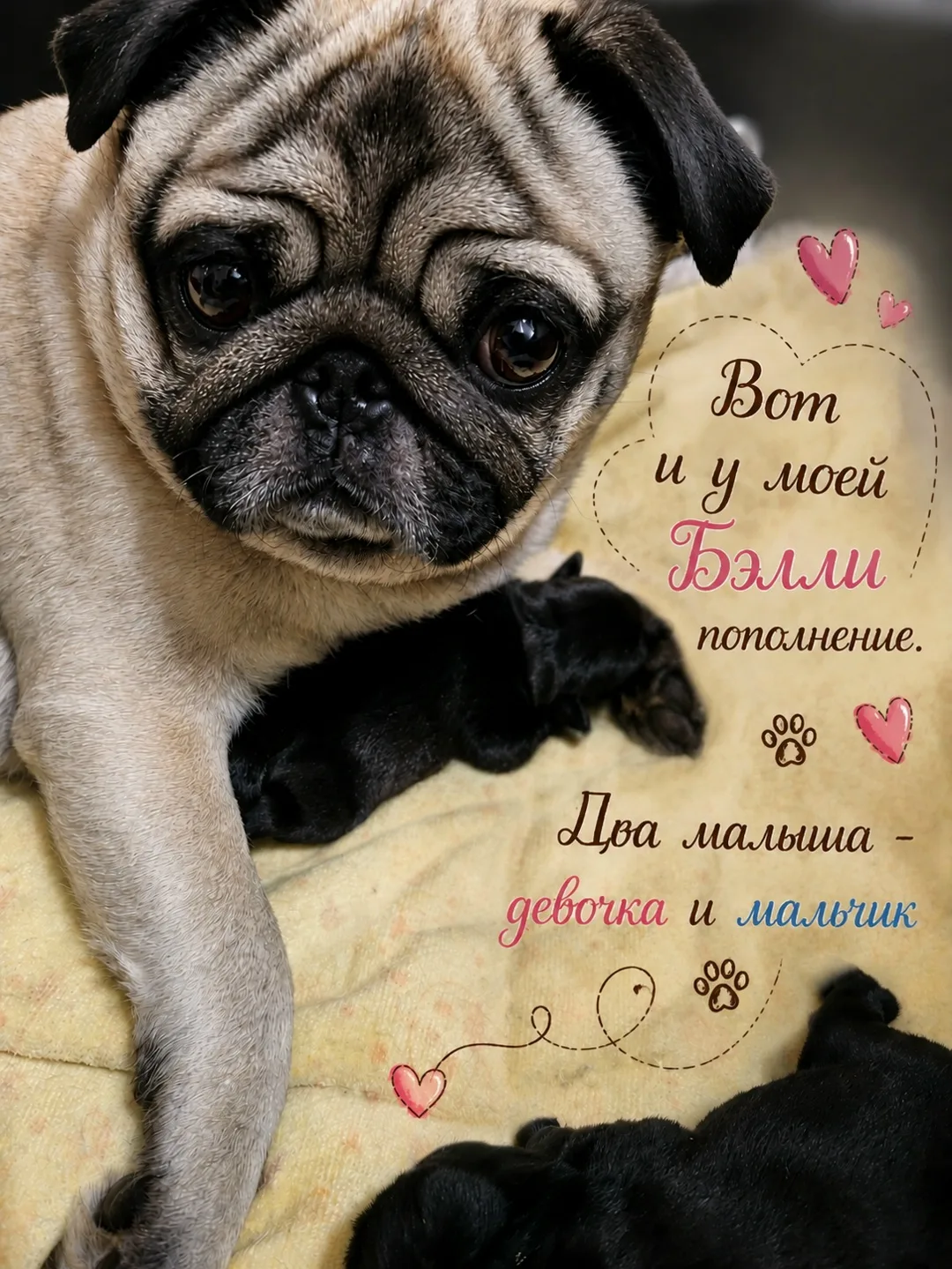 Вот и моя Бэлли стала мамой… 🐾