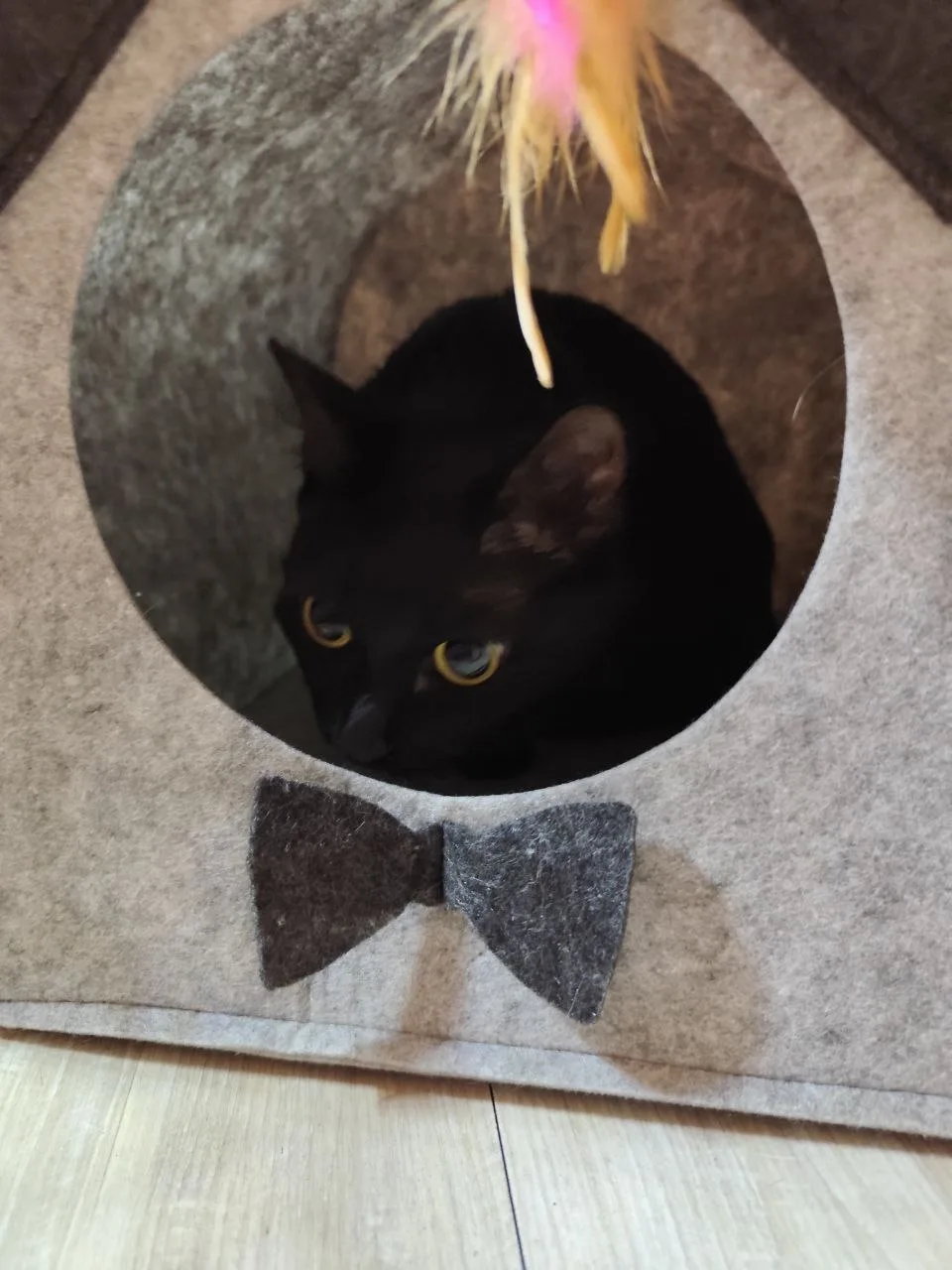 🐾 Криминальные хроники. Котосын Нафаня стал тюльпановым воришкой!  Друзья, а у нас снова привет из д
