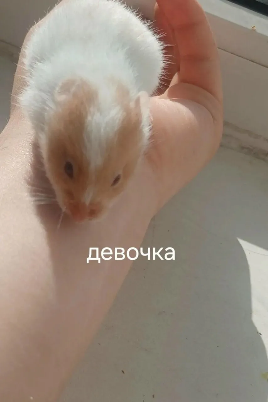 Продам джунгарских хомяков, Луганск