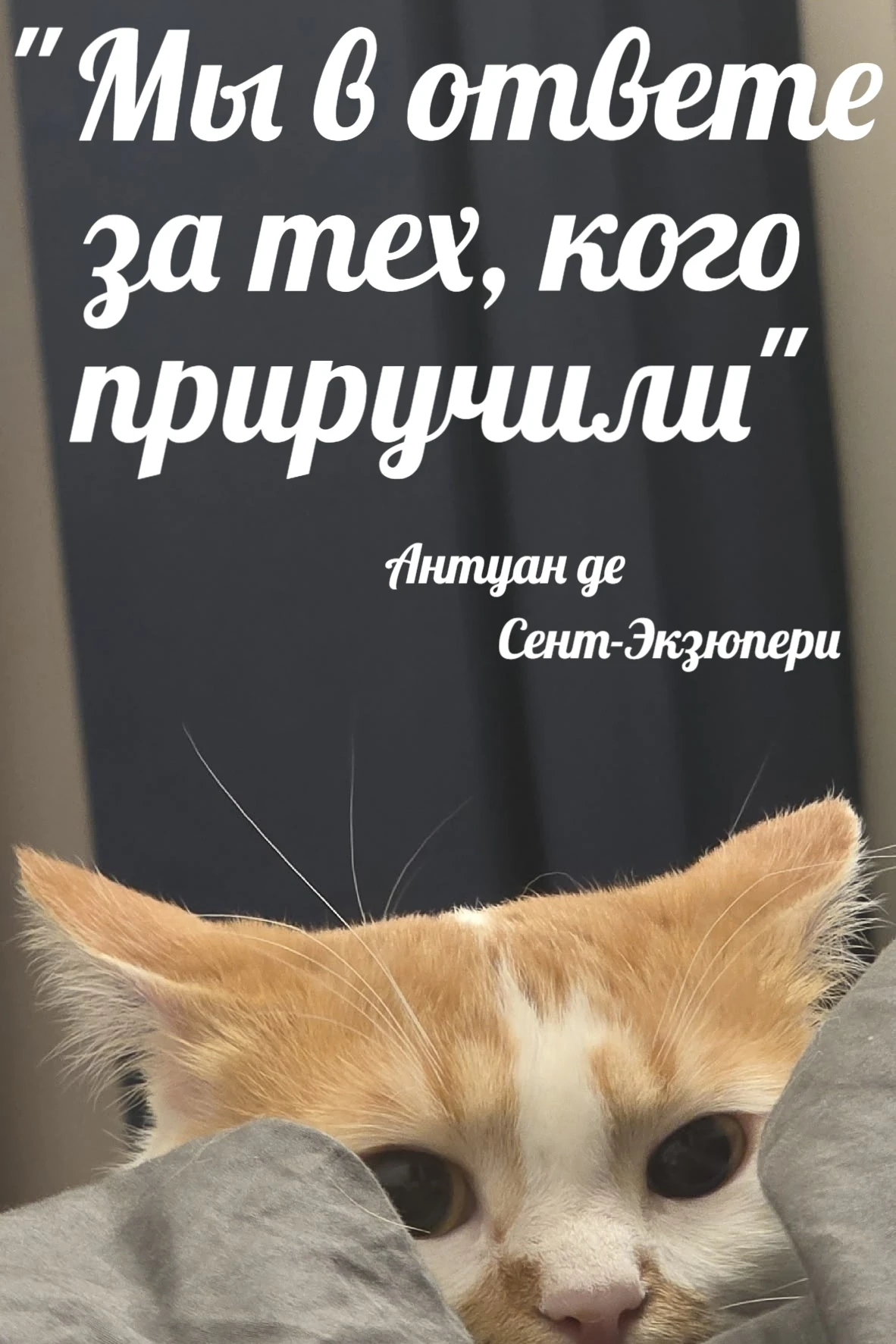 Наши питомцы ждут нас дома и с радостью встречают. Они рады нам и мы счастливы, что нас...