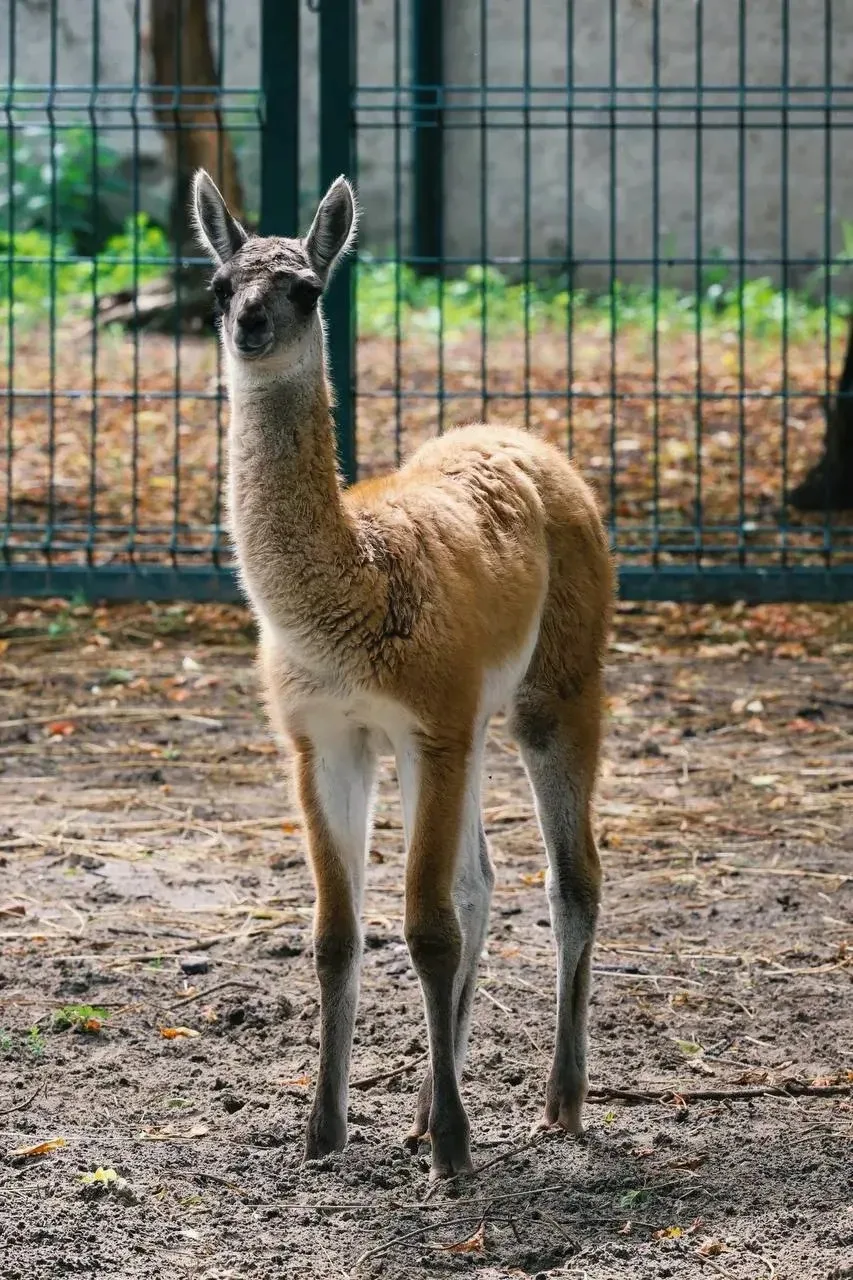 🦙 Малышке гуанако из казанского зоопарка выбрали имя

Жители Казани предложили разнообразные имена,