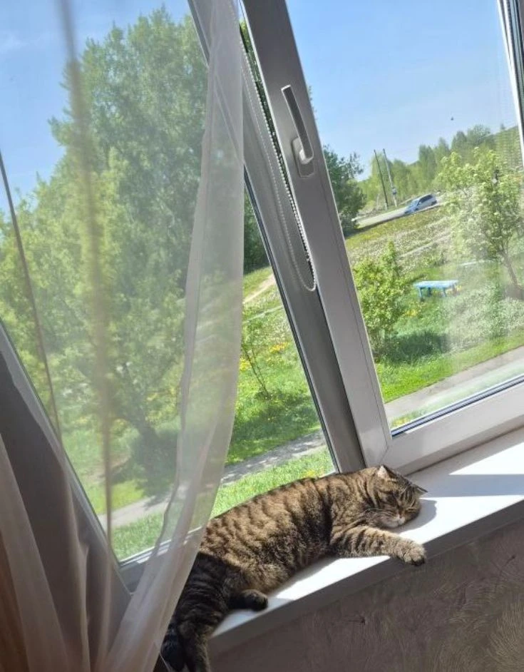 Джерри греется на солнышке. Поймал момент, разлёгся и кайфует ☀️ Своя атмосфера, свои з...