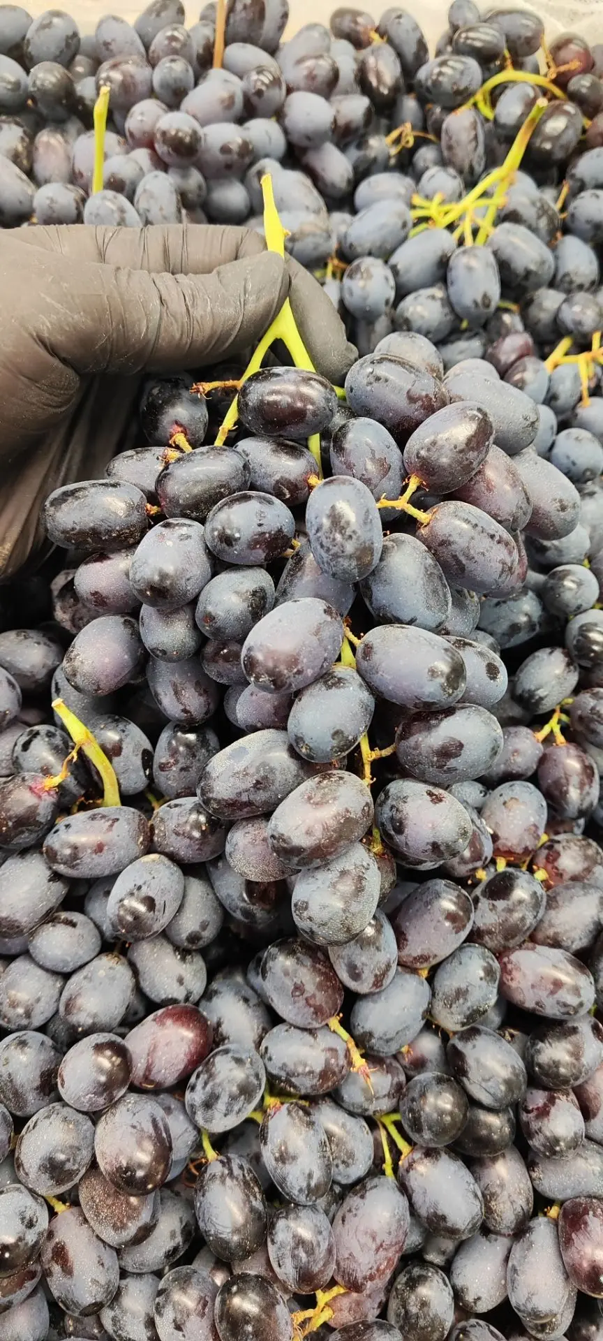 🍇В то время, как сезон нектаринов идёт полным ходом, сезон винограда только набирает о...