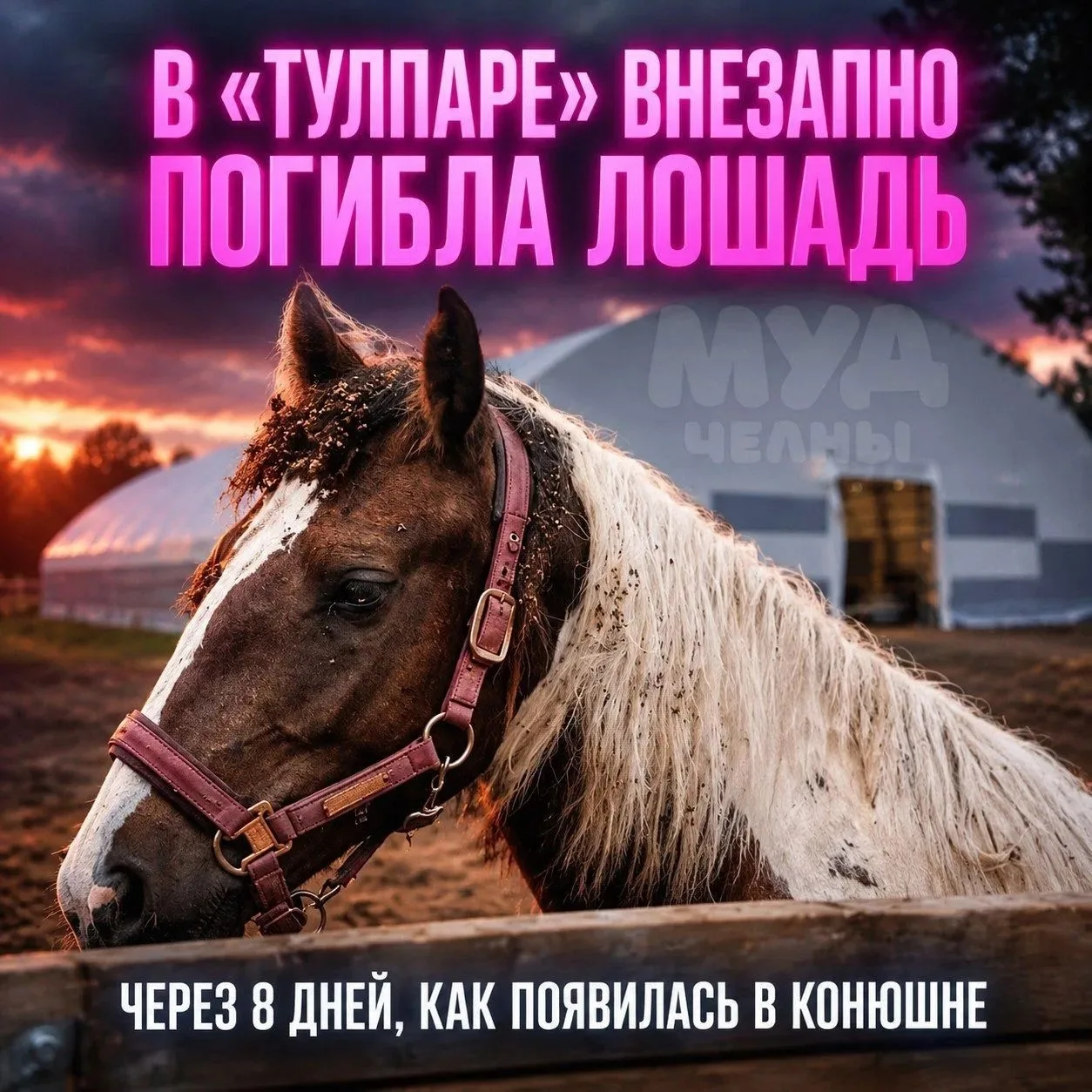 🐴 Скандал в «Тулпаре» разгорается с новой силой — в «конюшне» УМЕРЛА лошадь.