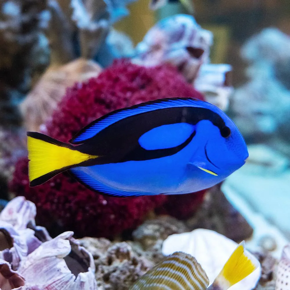 🆕Посмотрите список новых поставок 

🪸🐠Морские рыбки и беспозвоночные - кораллы 

🌿🐟Пресноводные