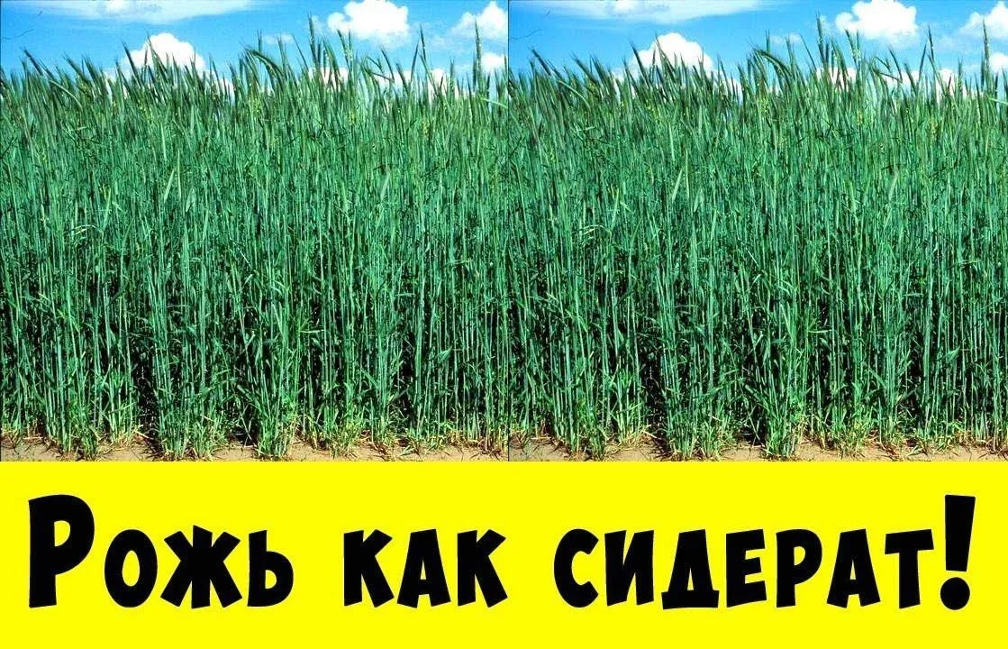 "Сидерат посеешь — сорняки уйдут,