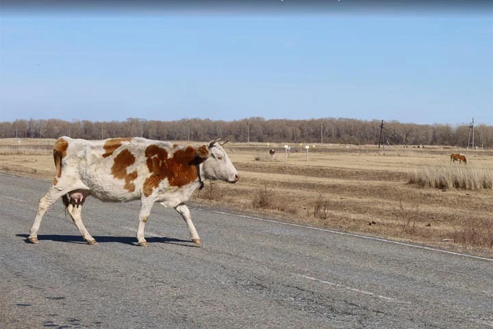 ❗️Жительница Черногорска отсудила 500 тысяч с КФХ, корова которого сломала ей 13 ребер ...