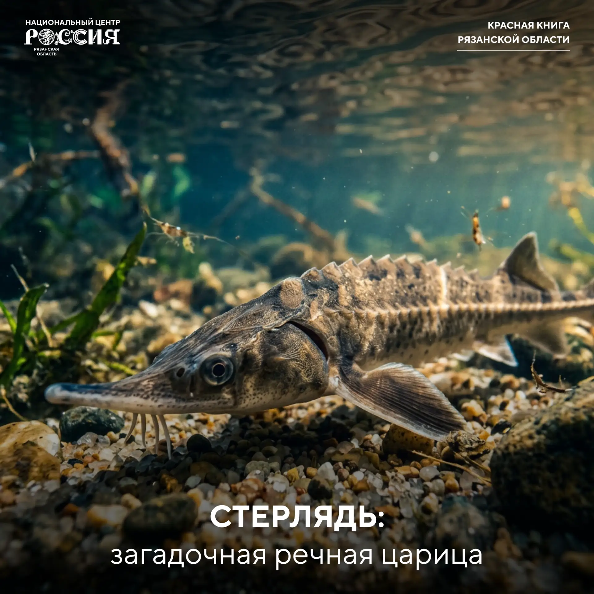Царь-рыба рязанских рек