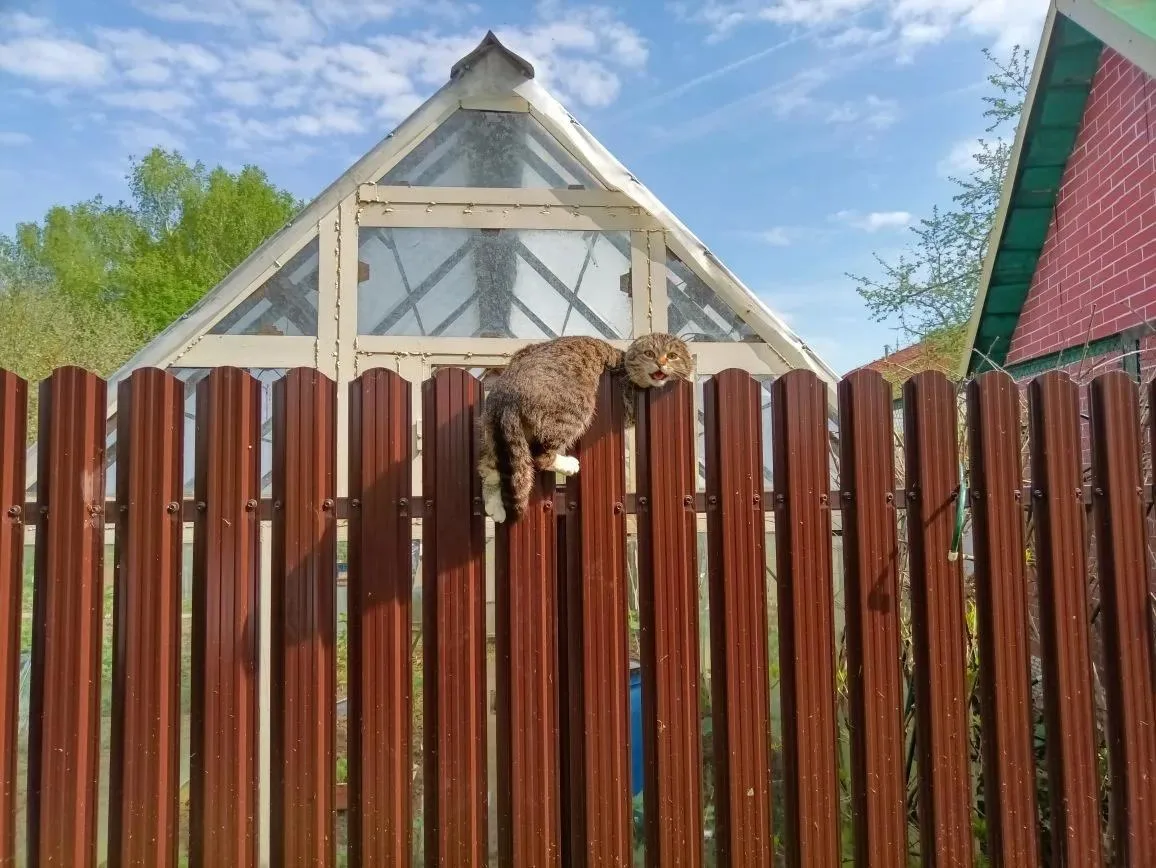 🙂 "Взяла забор в заложники"! Спасатели выручили из беды кошку 🐈  🆘 Вчера в округе #Ступино кошка уму