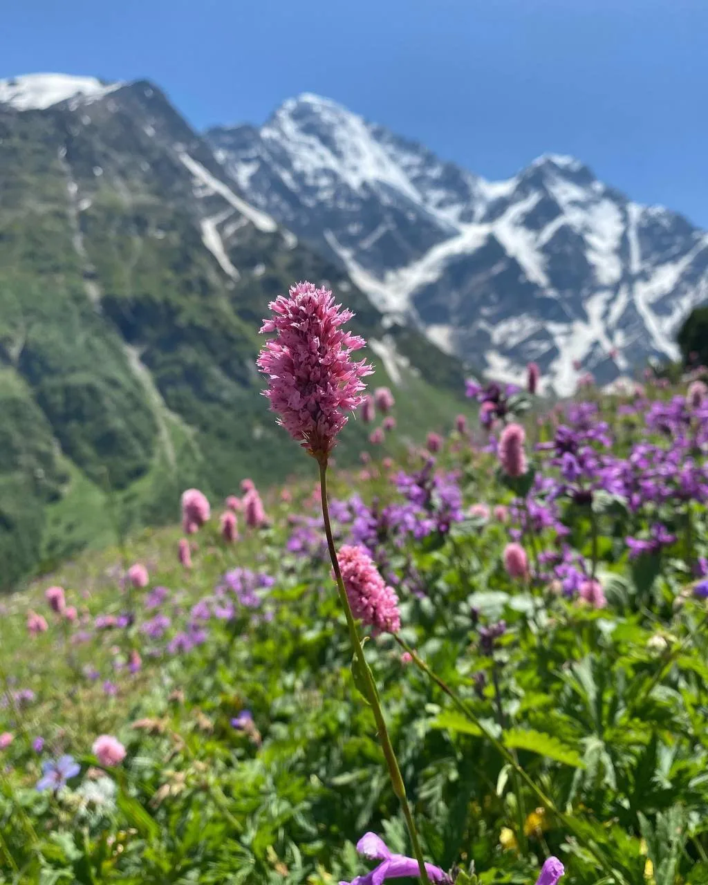 Снова отдельная серия цветов Приэльбрусья🌸

Хочется фотографировать каждый цветок🤩