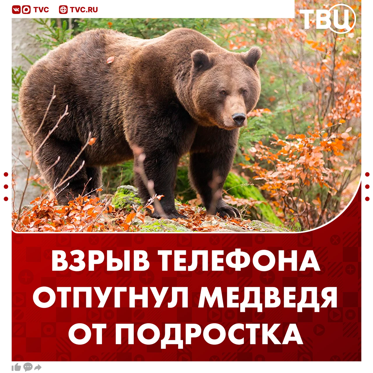 Загоревшийся смартфон спас подростка, на которого напал медведь в Алтайском крае
