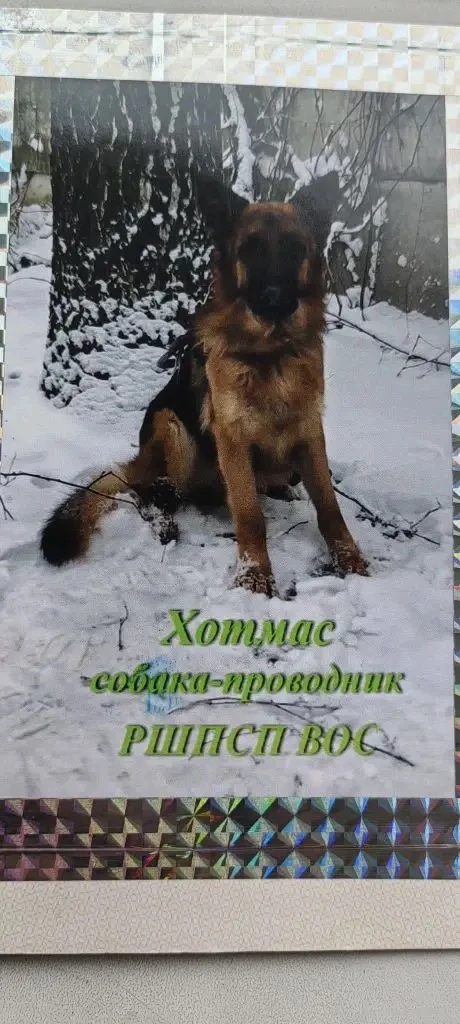 Внимание, пропала собака-поводырь!  15 мая со двора дома по улице Рабочая, 243 пропала собака-поводы