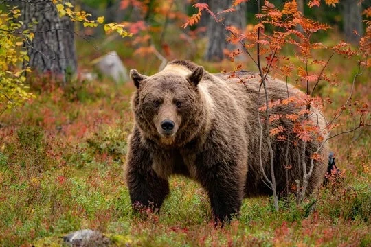 🔹Уважаемые жители!

‼️По обращению Администрации города Кедрового Департаментом охотничьего и рыбно