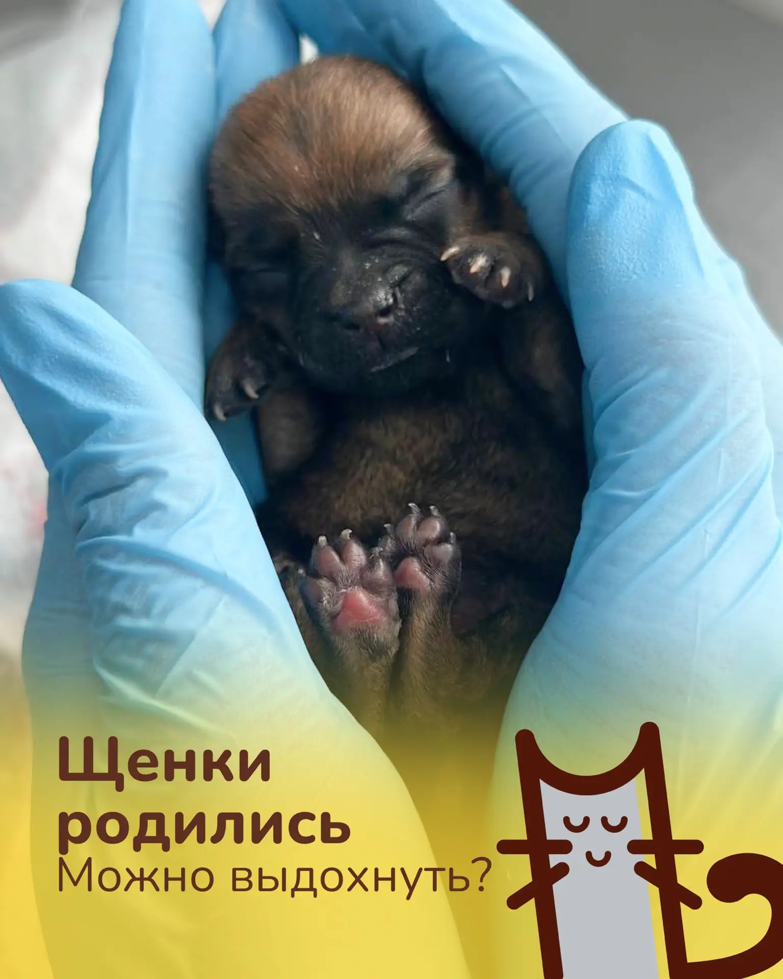 🐶 Щенки родились. Можно выдохнуть?